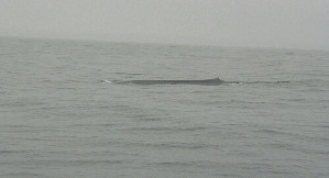 Blue Whale off Big Sur