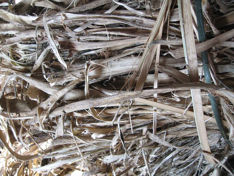 IMG_2873.jpg - This is the bark of the plant  argeli , the raw material that goes into the paper. It's a fast growing local shrub. First, it's boiled in a big pot over a wood fire for a few hours.